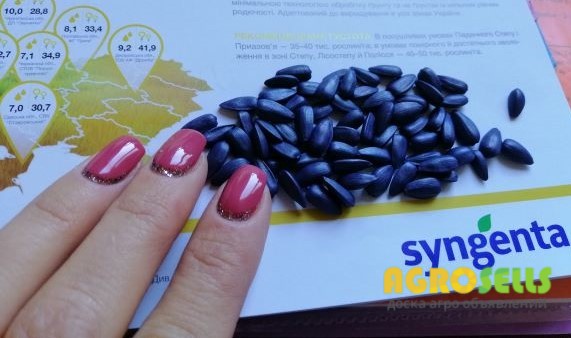 Соняшник Опера ПР (Syngenta)