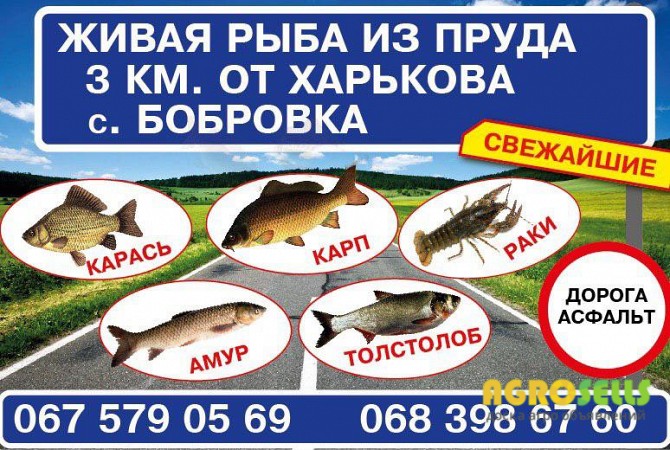 Продам живую рыбу! Карп, амур, толстолоб, раки, щука!