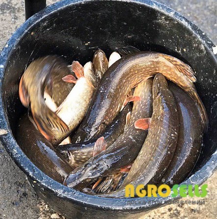 Продам живую рыбу! Карп, амур, толстолоб, раки, щука!