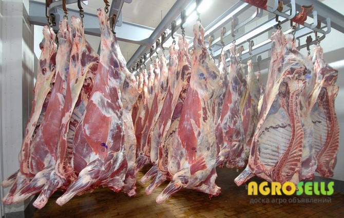 Оптовая продажа мяса по Киеву и Киевской области