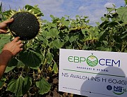 Свіже прибуткове насіння соняшника NS AVALON від Євросем, PREMIUM