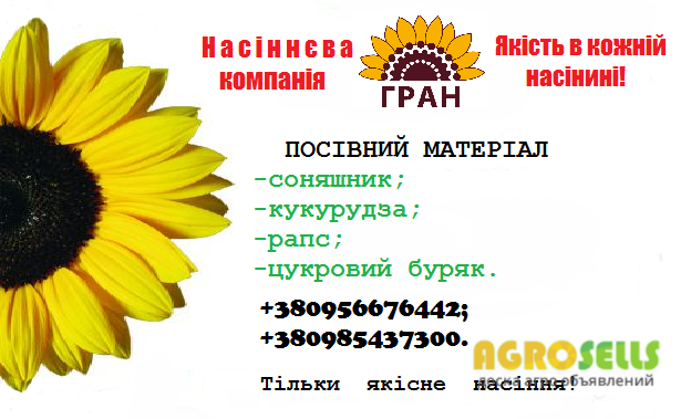 Насіння соняшника ОСМАН під Євролайтнінг, Гібрид стійкий до посухи