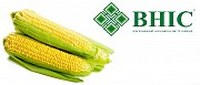 Семена кукурузы ВН 63 (ФАО 280) -10% скидки напрямую от производителя