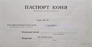 Паспорт на лошадь, коня, пони. Помощь в оформлении