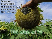 Насіння соняшнику Avalon OR7+, Євросем