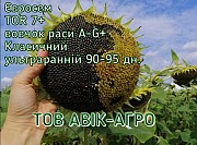 Насіння соняшнику TOR 7+, Євросем
