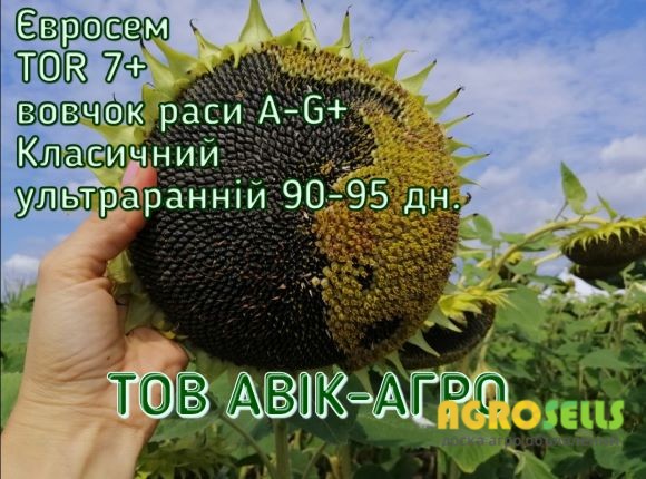 Насіння соняшнику TOR 7+, Євросем