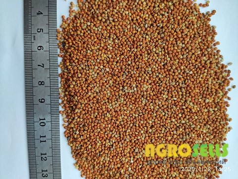 Продам чумизу,40т.