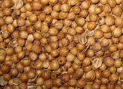 Семена кориандра-сорт "Оксанит",1 репродукция.