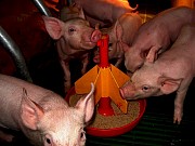 Продам поросят мясной породы. Поросята на откорм.