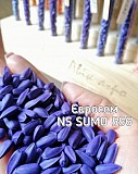 Соняшник NS Sumo 556, Євросем