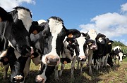 Продам телят голштинов на откорм