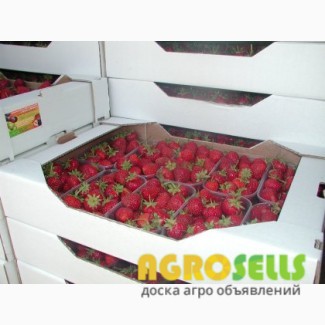 Клубника оптом не дорого