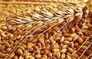 Закупаем пшеницу 2,3,4 класс