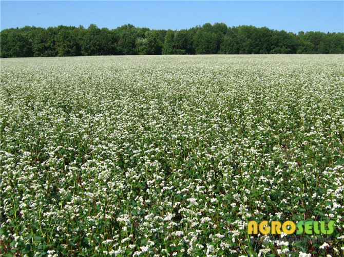 Продам насіння канадської гречки Арно (ARNO)