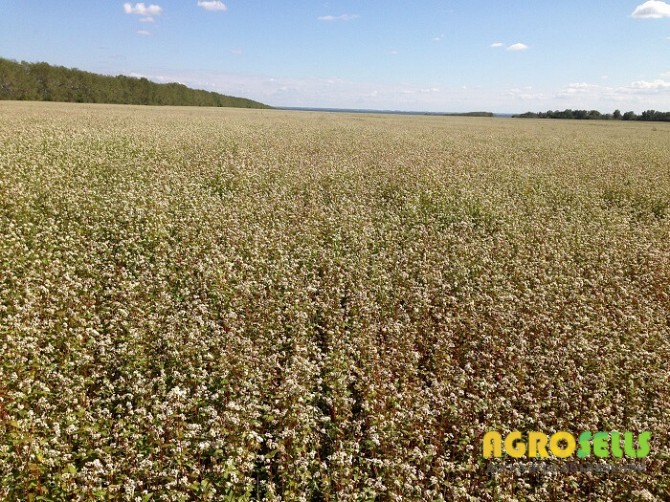 Продам насіння канадської гречки Арно (ARNO)