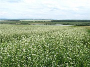 Продам насіння канадської гречки Гренбі (Granby)