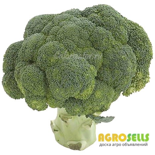 Продам кочаны замороженной капусты брокколи