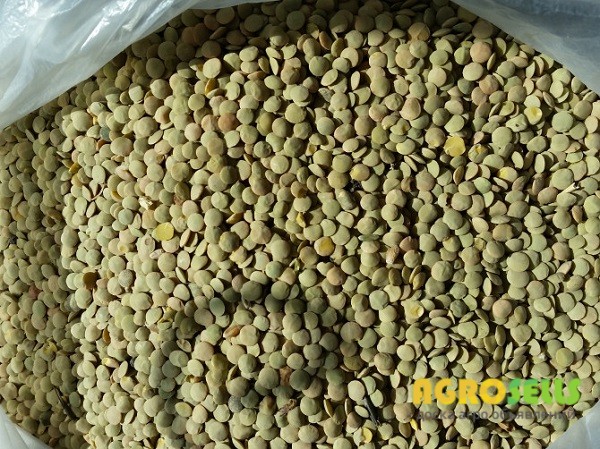 Green Lentils FOB Odessa