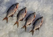 Купить рыбу оптом. Плотва, густера, судак, лещ, окунь и др.