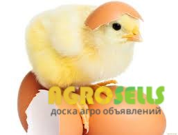 Реализуемо яйцо кобб 500