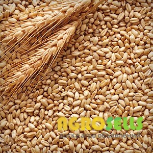 Куплю ячмень. Закупка ячменя.