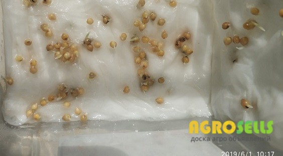 Просо насіння сорт Омріяне 1 репродукція