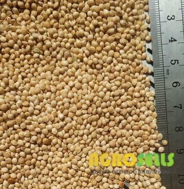 Просо насіння сорт Омріяне 1 репродукція