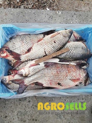 Продаж риби оптом Україна.