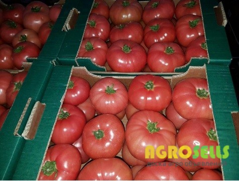 Продам помидоры оптом