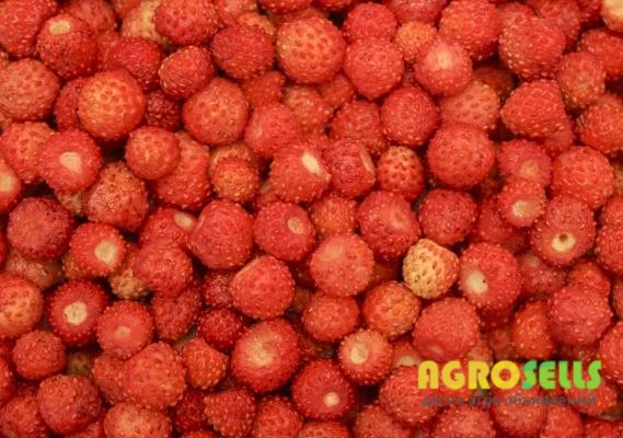 Земляника замороженная Суниця