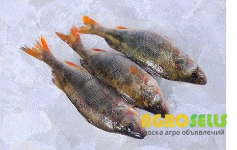 Рыба оптом Украина.