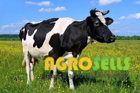 Говядина, живой вес