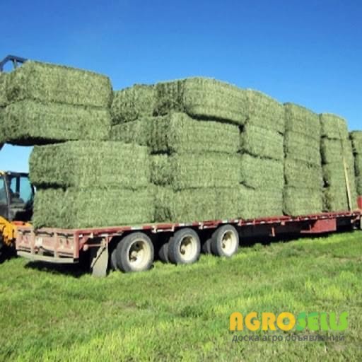 Принимаем сено ЛЮЦЕРНЫ в любом количестве