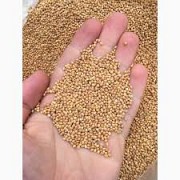Продам семена, лучшего по урожайности Проса: сорт Мироновское 51.