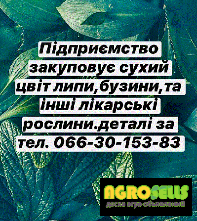 Закупаю лекарственные растения.