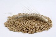 Производитель продаст собственную рожь Харьковская обл