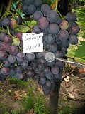 Виноград саженец кишмиш Зорница
