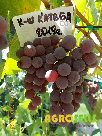 Виноград саженец кишмиш Катавба