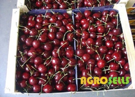 Продам вишню оптом
