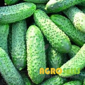 Купим огурцы