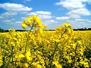 Рапс. Заупаем рапс