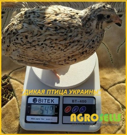 Яйцо инкубационные перепела Феникс Золотистый - (France).