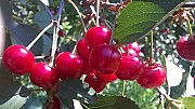 Продам вишню, большие объемы