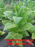 Продам табак (Остролист 6) - 150 грн/упаковка