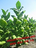 Продам табак (Дюбек Новый) 150 грн/упаковка