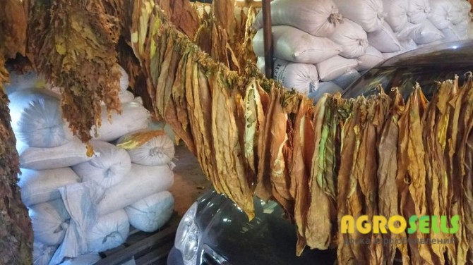 Продам Листья табака Вирджиния. Крепкий, Черниговская обл.