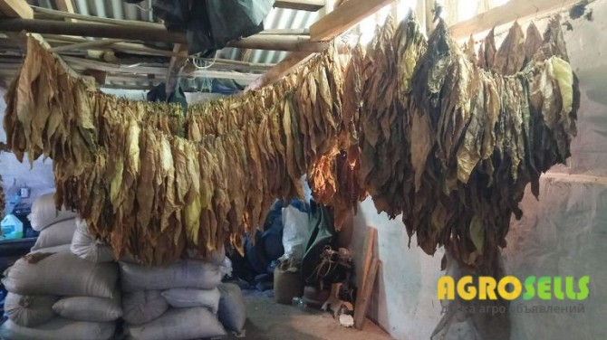 Продам Листья табака Вирджиния. Крепкий, Черниговская обл.