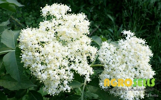 Куплю цвіт бузини