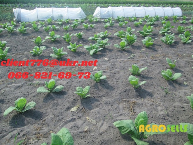 Продам табак (Герцеговина Флор) 175 грн/упаковка